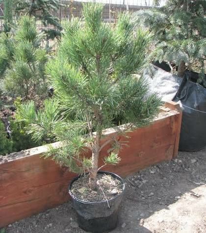 Vand puieti de pini la ghiveci  și  arbori de mătase la ghiveci