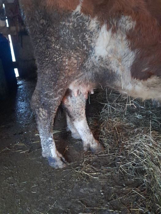 Vand 3 vaci și un cal