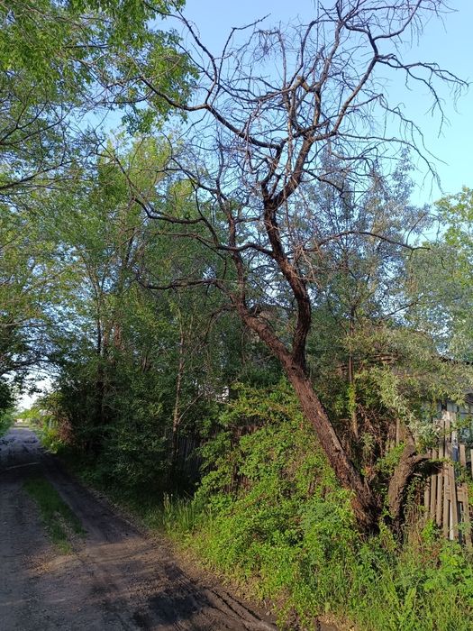 Деревья Бесплатно.