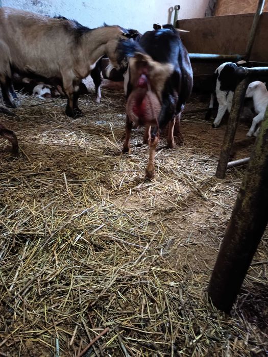 Capra fătată cu ieduta