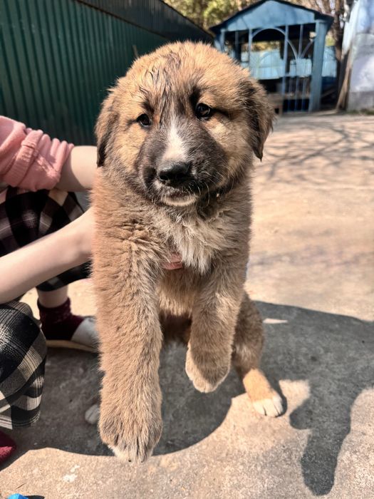 Отдам щенком в добрые руки