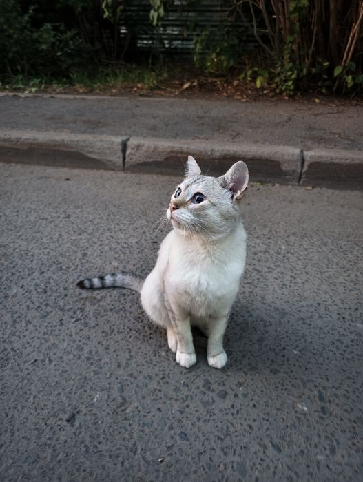 Кот потеряшка !!!