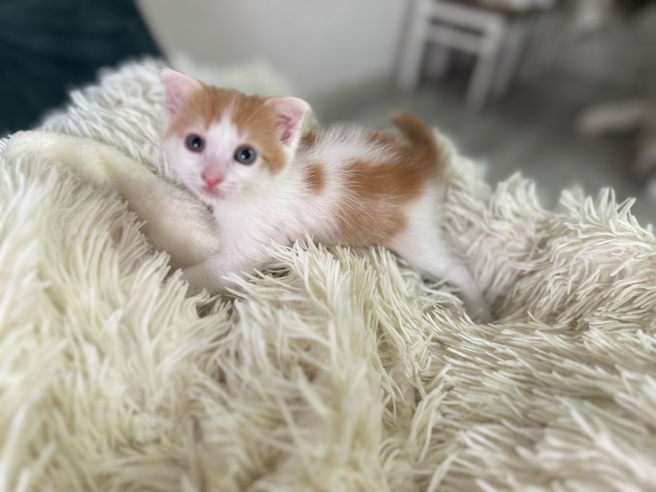 В добрые руки котятки