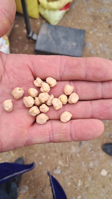 Эрон (Турк) навли нухат сотаман.