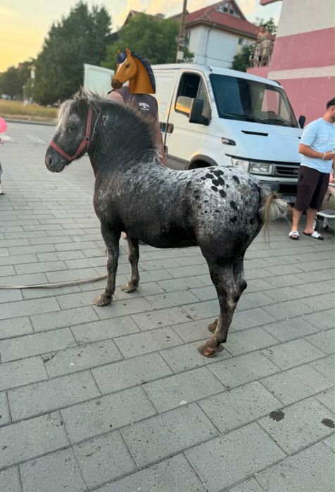Vând ponei appaloosa mascul de 7 ani !!