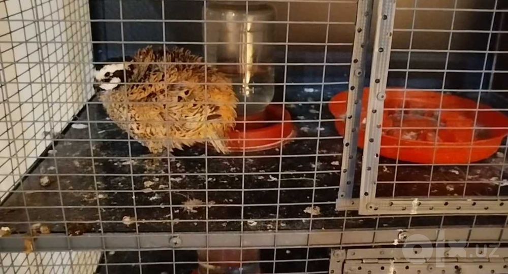 Amerikansky bedanani tuxumlari bor Bob White мексиканский виргинский
