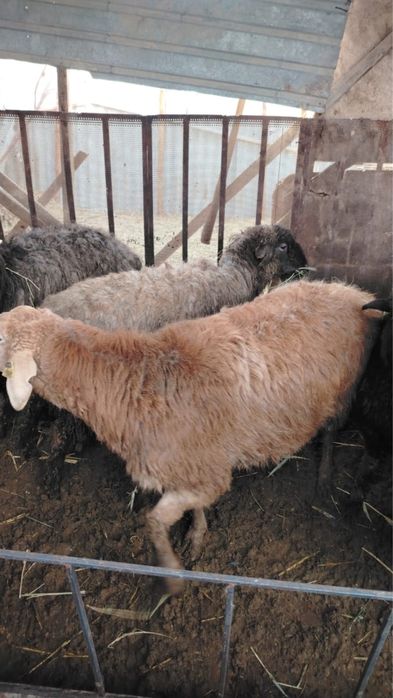 Семіз қой тоқтылар сатылады