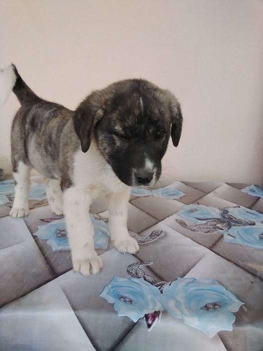 Алабай чистокровный