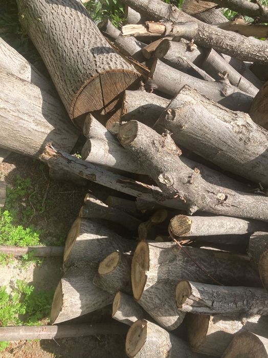 Продам спиленные деревья грецкий орех