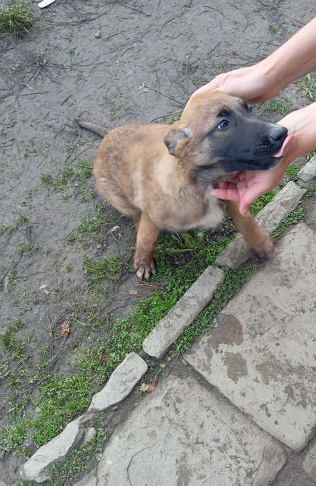 Белгийска овчарка малиноа