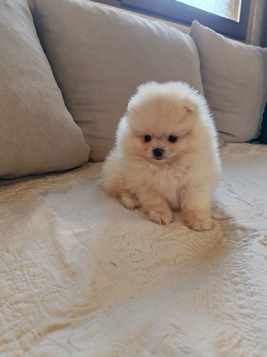 Померан мини померанчета.