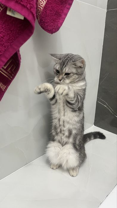 Отдам даром шотландскую кошку