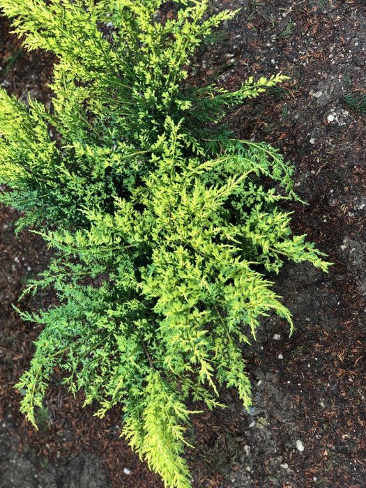 Ienupar tarator, tuia globosa, thuja smaragd,  columnaris, cedru, pin