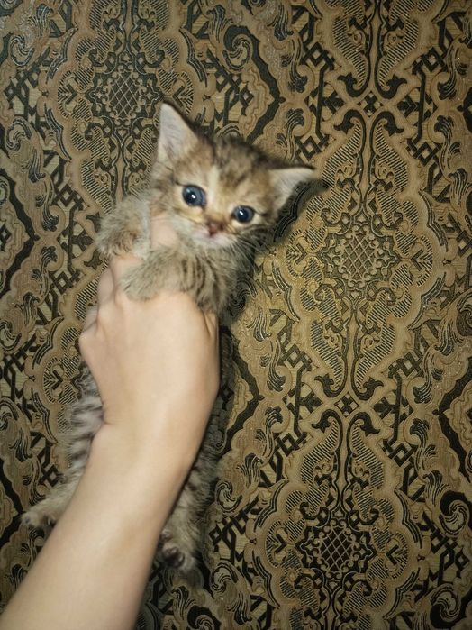 Отдам котят в добрые руки