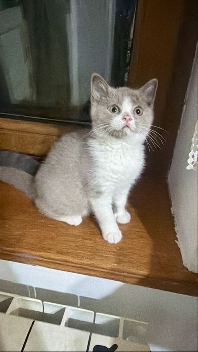 Fetita british shorthair cu pedigree, bicolor, lila cu alb