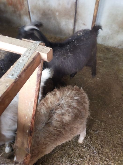 Продам овцематок