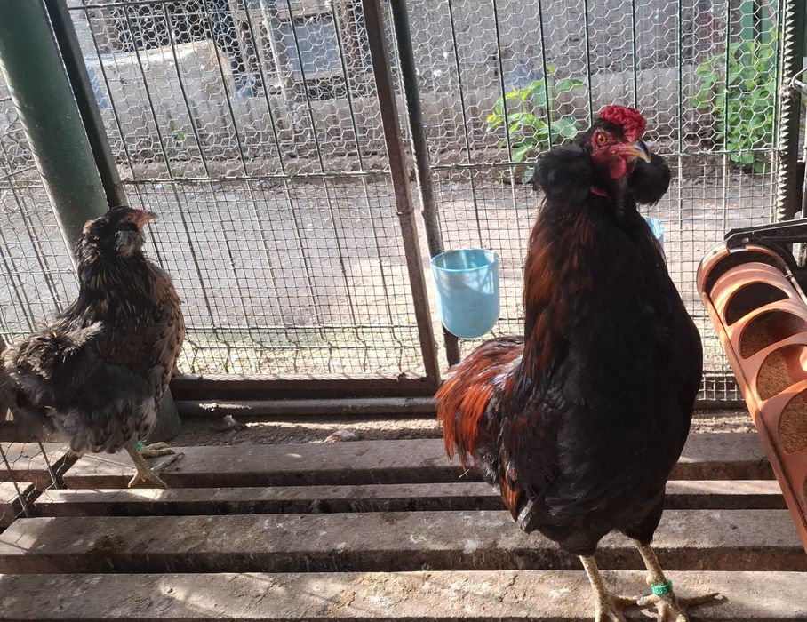 Araucana  potarnichiu salbatic 1+2 din  2025