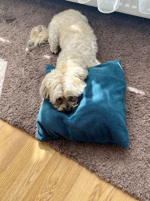 Cazare/pet sitter/ pensiune pentru caini