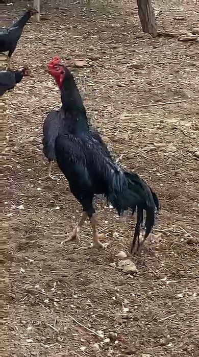 Дакан тулак на продаже