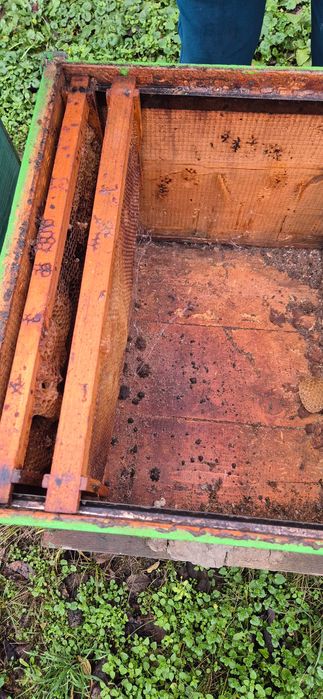 Lazi/Stupi de albine