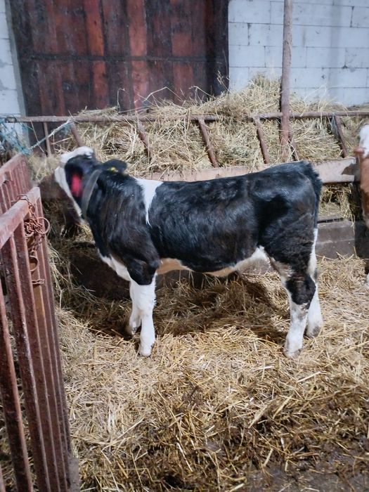 Vita Baltata cu Negru Rom.