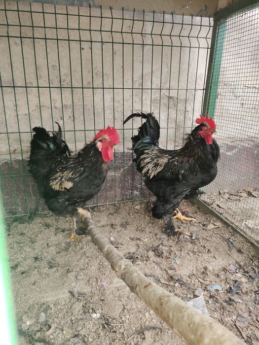 2 та хурозлар сотилади