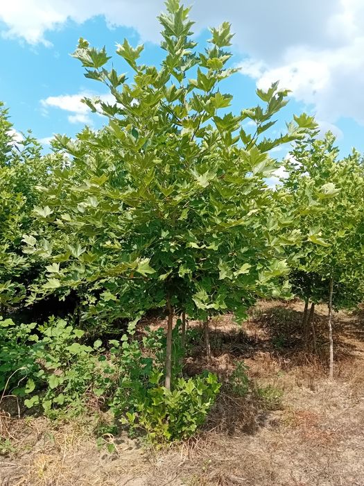 Vând platani diferite dimensiuni