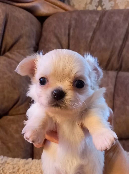 Чихуахуа щенок кобель