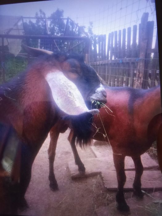 Vând 2 țapi anglo nubieni,rasa pura,2,5 ani,preț 2000 lei pe bucata.