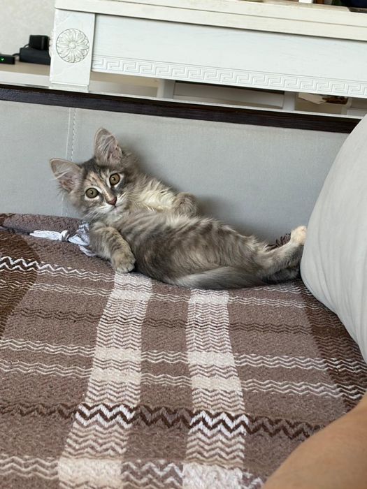 котенок 2-3 месяца