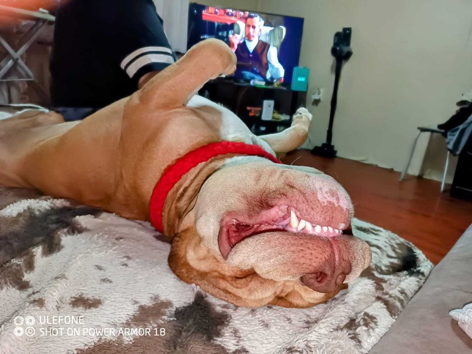 Ищем девочку для Американского булли