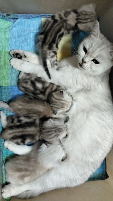 Вязка шотландский кот