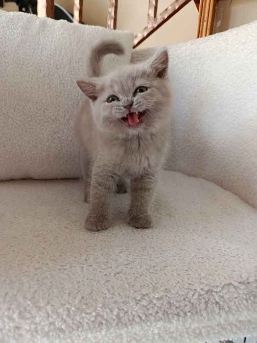 Продаются шотландские котята