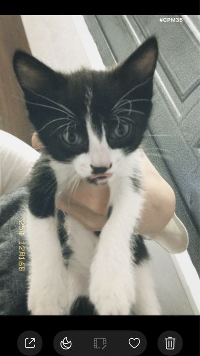 1 айлык мысыктар