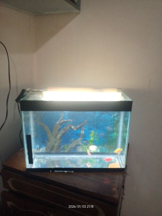 Akvarium baliqlari bilan