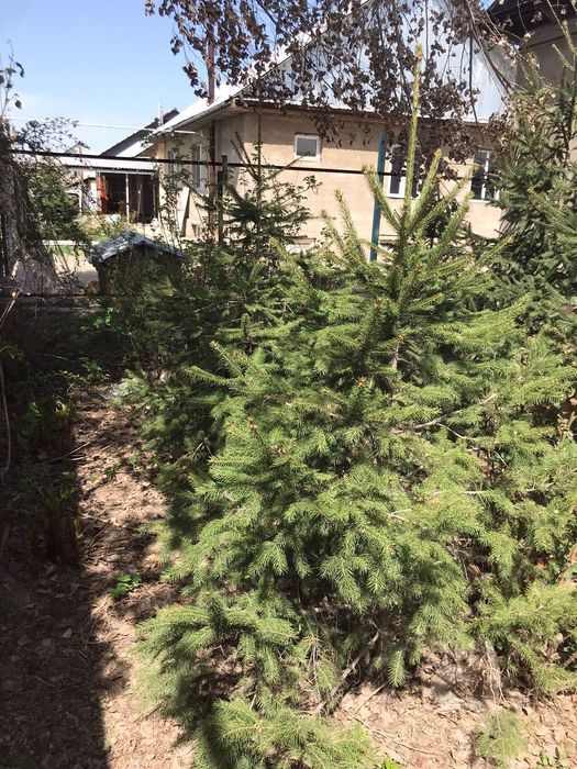 Ёлки европейский 6 шт