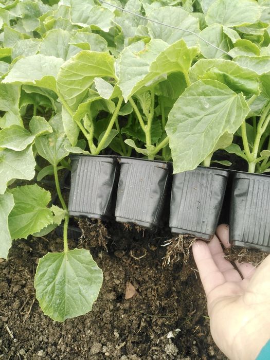 Vând răsaduri de roșii, ardei, varză, castraveți, vinete, pepene