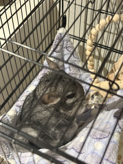 Шиншилла с клеткой мальчик