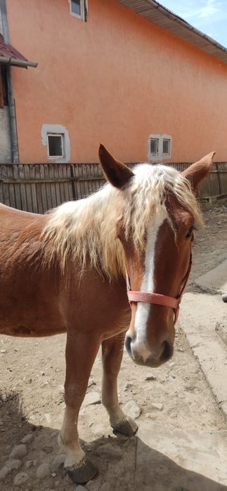 Vând Manza de un an