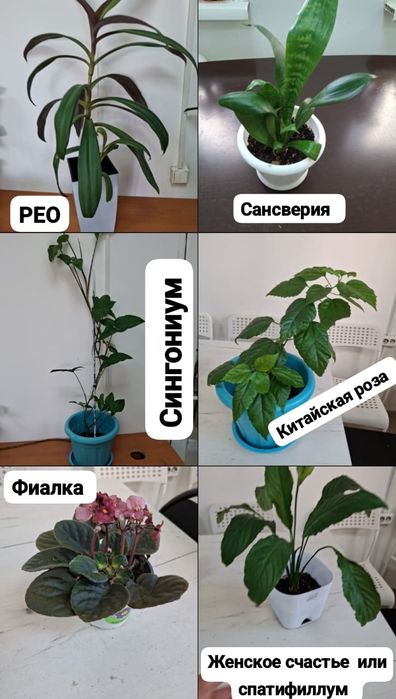 Комнатные  цветы