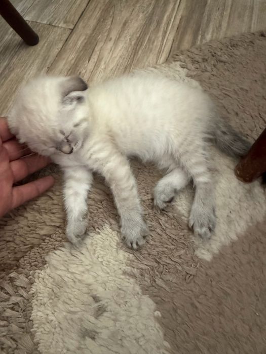Шотланский Вислоухи сатылады