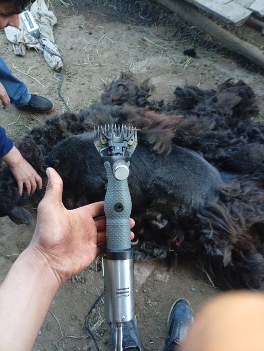 Qoʻy yungini  olish xizmati