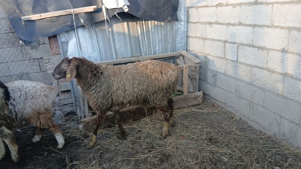 Продам породистых токтушек