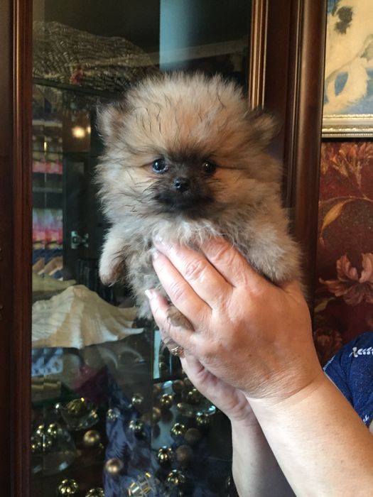 шпицы разных окрасов