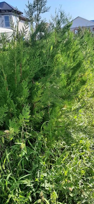 Саженцы туи  местные