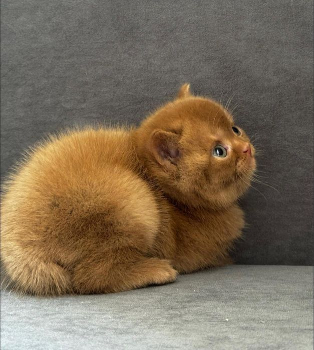 Британские короткошерстные котята циннамон