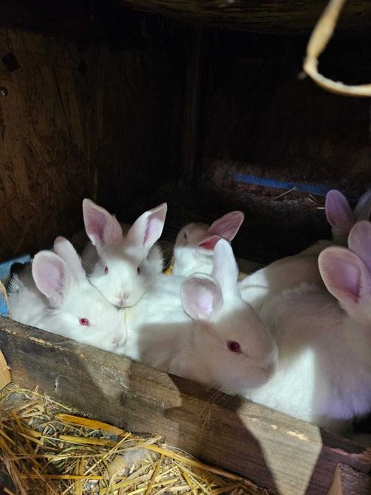 Iepuri hibrizi: neozeelandez alb cu hycole