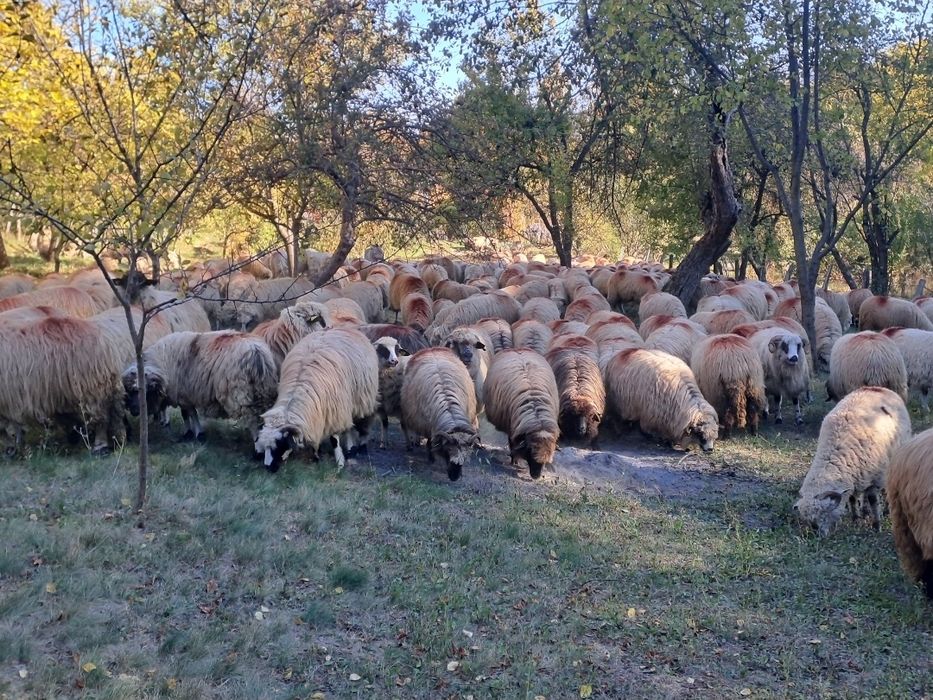 Vând 21 oi ,5 noatini