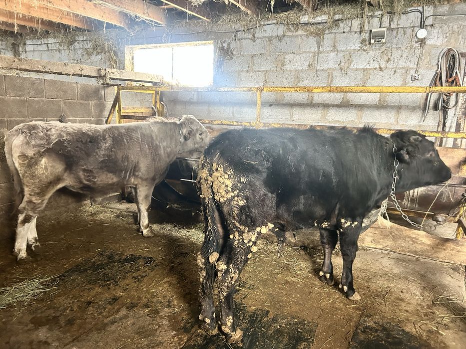 3 ай байланган бука сатылады