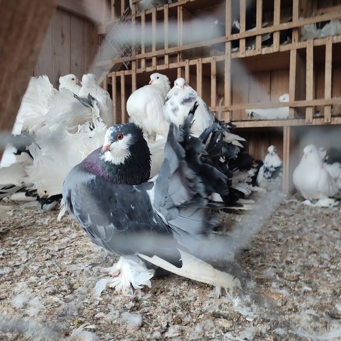Porumbei voltați indieni